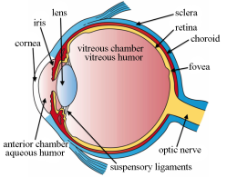 Human eye with parts labeled