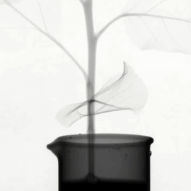 X-ray of plant