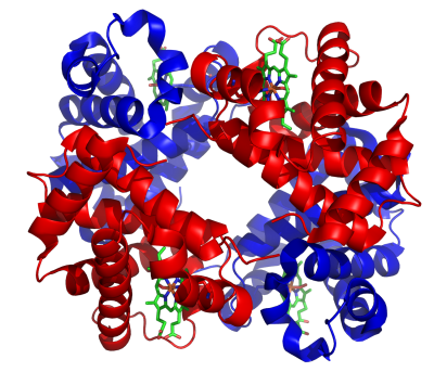 Structure of human hemoglobin. α and β subunits are in red and blue, respectively, and the iron-containing heme groups in green.