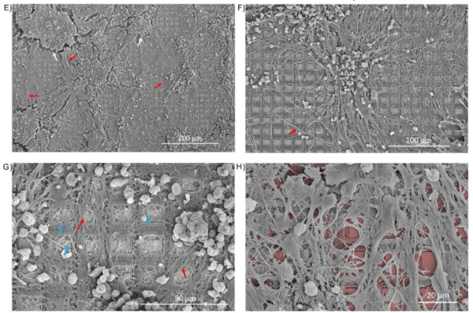 Researchers Build Neural Networks With Actual Neurons | Hackaday