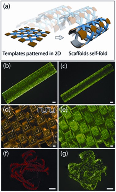 Self-folding scaffolds in anatomically relevant geometries. (Randall et al., 2012)