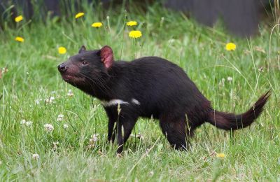 8 Interesting Facts About Tasmanian Devils, WWF-Australia, 8 Interesting  Facts About Tasmanian Devils