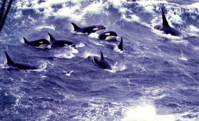 800px-Pod_killer_whales.jpg?w=400