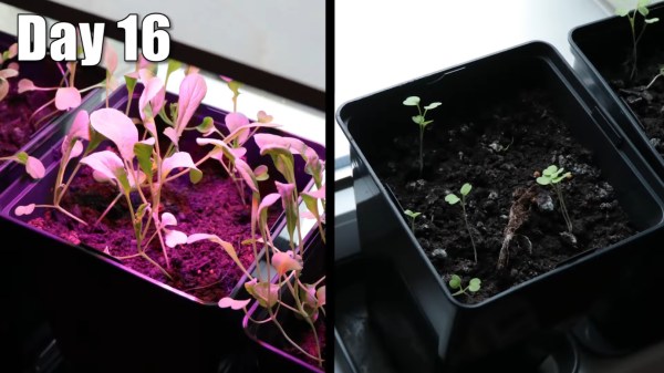 Plants compared side-by-side, with LED-illuminated plants growing way more than the sunlight-illuminated plants