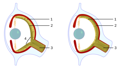 Vertebrate versus cephalopod eye. Note the inversion of the retina (1) and nerves (2). Cephalopods lack the vertebrate blind spot (4).