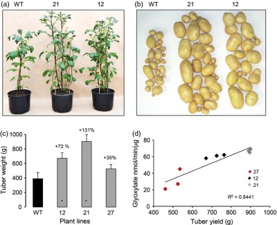 Impact of DEFp expression on potato phenotype and tuber yield. (Noelke et al., 2014)