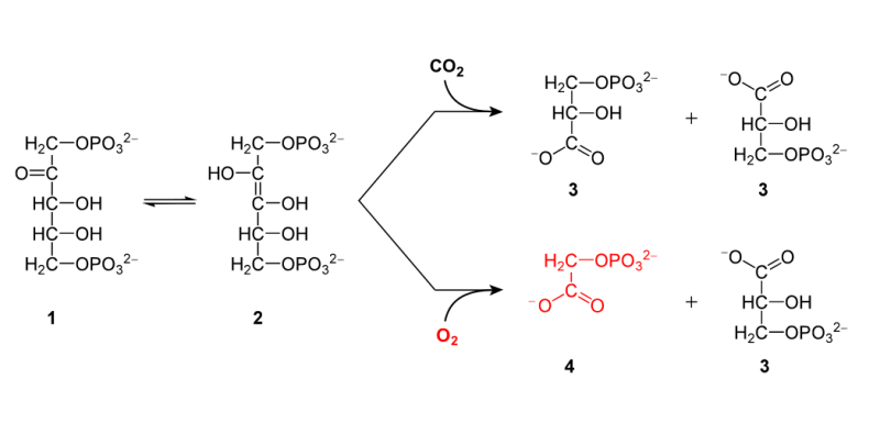 The reactions of the RuBisCO enzyme with carbon-dioxide and oxygen.