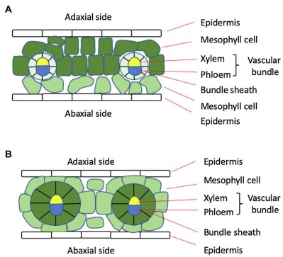 Diagram of the leaf anatomy of C3 (A) and C4 (B) plants. The latter split up CO2 concentration and the Calvin cycle into two cells. (Credit: Cui, 2021)