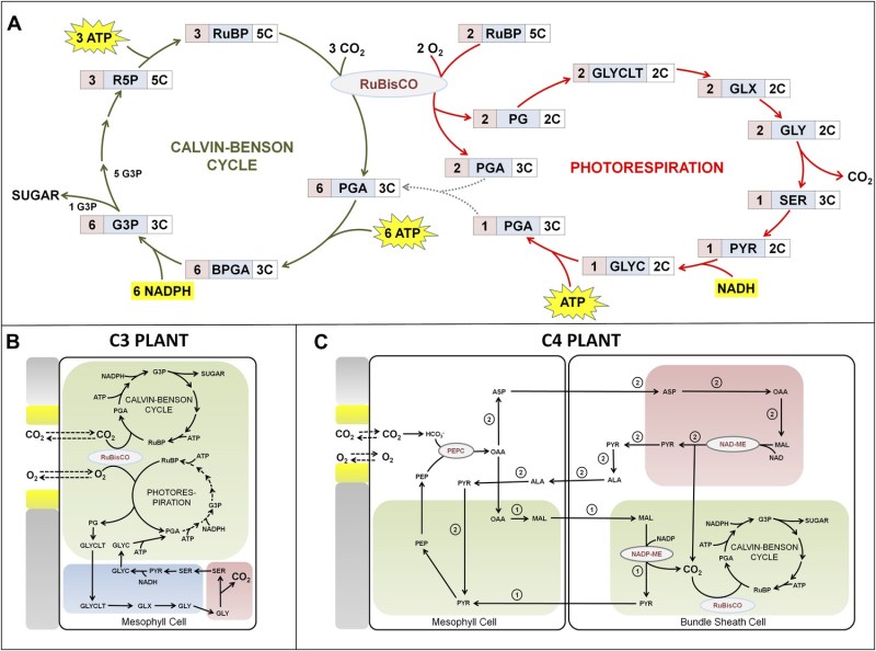 Metabolic pathways of C3 and C4 plants. (Credit: Williams et al., 2013)