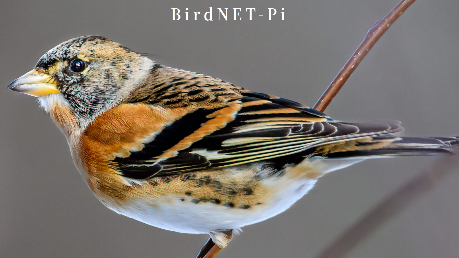 neural-network-identifies-bird-calls-even-on-your-pi-hackaday