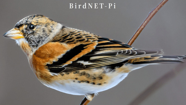 picture of a brambling (a small bird), with "BirdNET-Pi" written above it