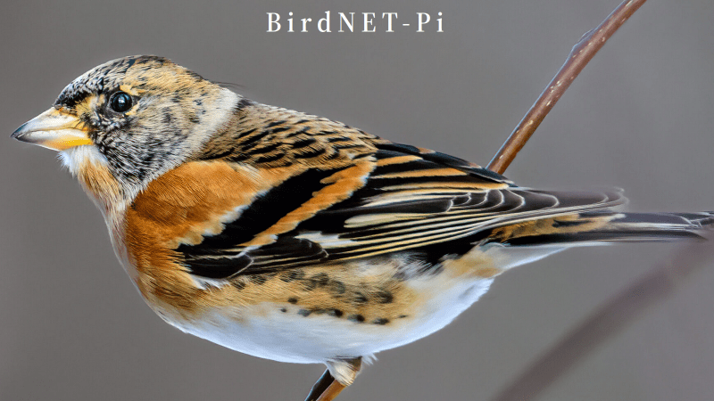 picture of a brambling (a small bird), with "BirdNET-Pi" written above it