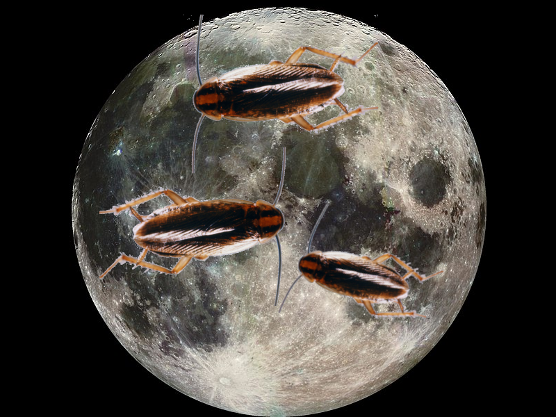 NASA Called, They Want Their Cockroaches Back