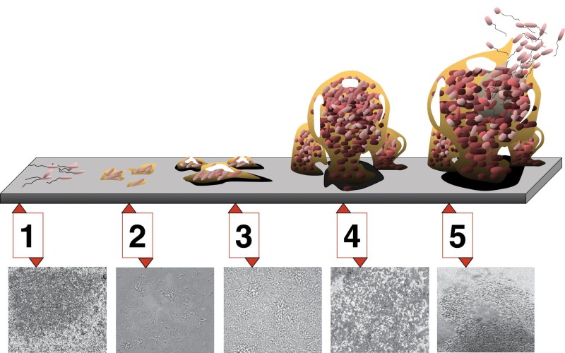 5 steps of biofilm development. Stage 1, initial attachment; stage 2, irreversible attachment; stage 3, maturation I; stage 4, maturation II; step 5, dispersion. Each developmental stage in the diagram is associated with a photomicrograph of a developing Pseudomonas aeruginosa biofilm. All photomicrographs are presented at the same scale.