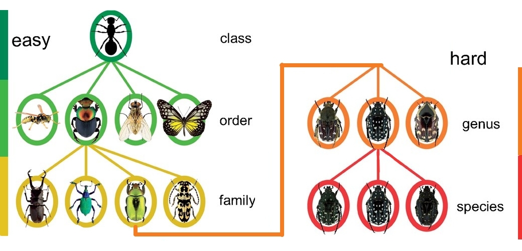 neural-network-identifies-insects-outperforming-humans
