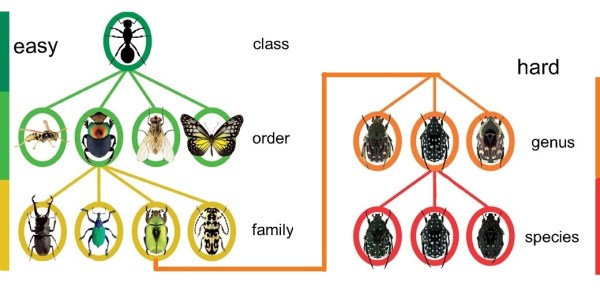 Insect class-order-family-genus-species chart with drawn examples