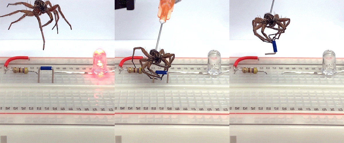 L'araignée morte devient un robot préhenseur : c'est la nécrobotique !