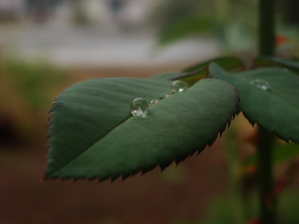 Water drop on rose leaf.