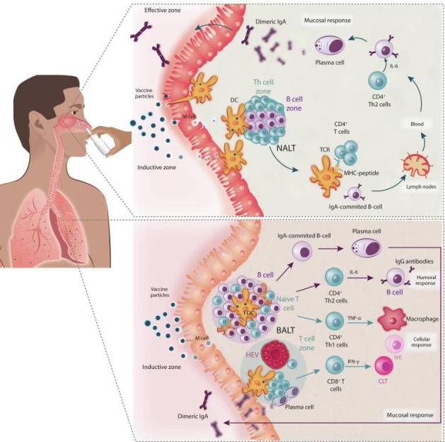 Effect of nasal vaccines on the upper and lower respiratory tract for the generation of mucosal and systemic immunity. (a) Protective immune responses in the nasopharynx-associated lymphoid tissue (NALT), with the pathogen-mediated reaction resulting mainly from by secretory IgA antibodies generated by mucosal epithelial cells. (b) Humoral immune response in the lower respiratory tract with bronchus-associated lymphoid tissue (BALT) having humoral as well as mucosal/local immune responses. Abbreviations: CTL, cytotoxic T lymphocyte; DC, dendritic cell; NK, natural killer; TCR, T cell receptor. (Credit: Chavda et al. 2021)