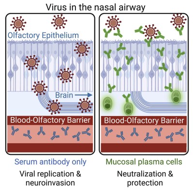 Viral infection with and without nasal mucosal immunity. (Credit: Wellford et al., 2022)