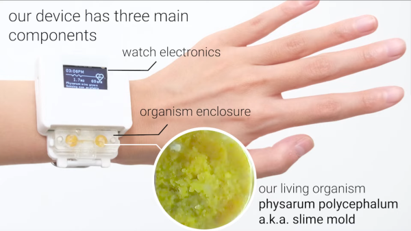 The project's wrist-worn heartrate sensor shown on someone's hand, Caption: Our device has three main components: watch electronics (arrow to watch display), organism enclosure (arrow to the 3D-printed case of the watch) and our living organism physarum polycephalum a.k.a slime mold.