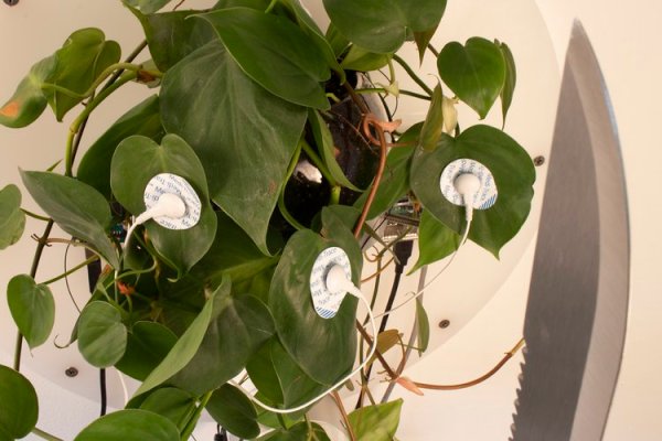 close-up image of a philodendron houseplant with electrodes attached, connected to a robot arm holding a machete