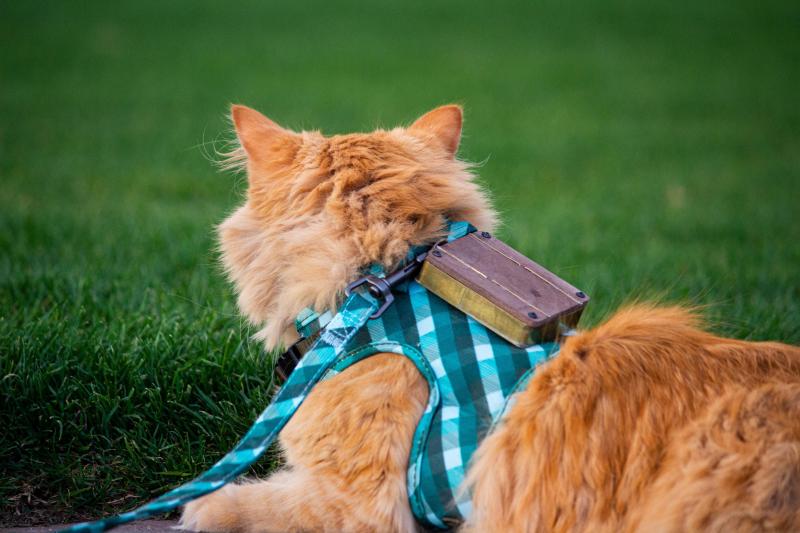 A ginger cat, wearing a blue harness with a brass and wooden box on its back