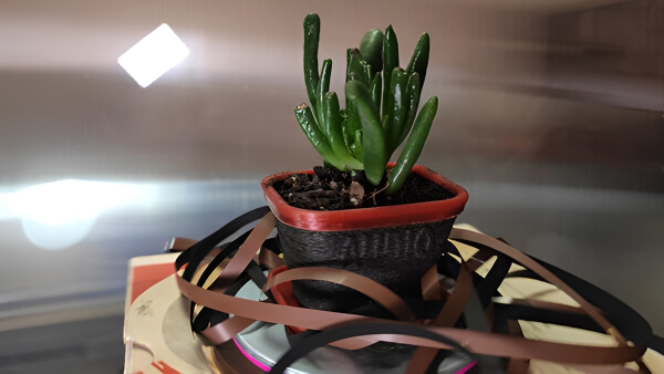 plantpot made from recycled audio tape filament in a 3D printer. Pot contains a succulent plant and is surrounded by tape