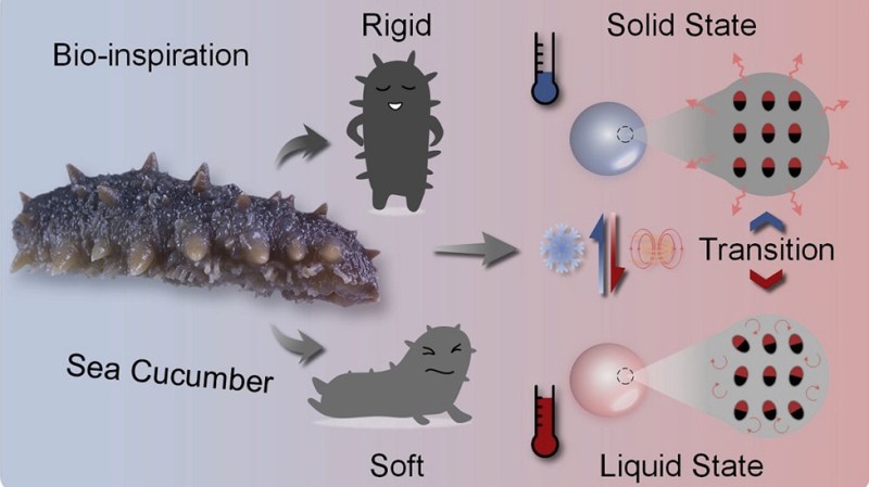 Top left of image shows a picture of a purplish-grey sea cucumber. Above the cucumber is the word "bio-inspiration." Arrows come from the cucumber to anthropomorphized cartoons of it saying "rigid" at the top with a cartoon sea cucumber standing straight up with spikes and the arrow captioned "soft" pointing down showing a crawling sea cucumber that looks more like a slug. To the right of the cucumber images is a set of three images stacked top to bottom. The top image is of a silver sphere with a zoomed-in atomic diagram with aligned magnetic poles next to it saying "solid state." The middle image shows arrows going up and down next to a snowflake and an artistic rendering of magnetic fields labeled "transition." The bottom image of this section shows a reddish sphere next to a zoomed-in atomic diagram where the magnetic poles are not aligned labeled "liquid state."