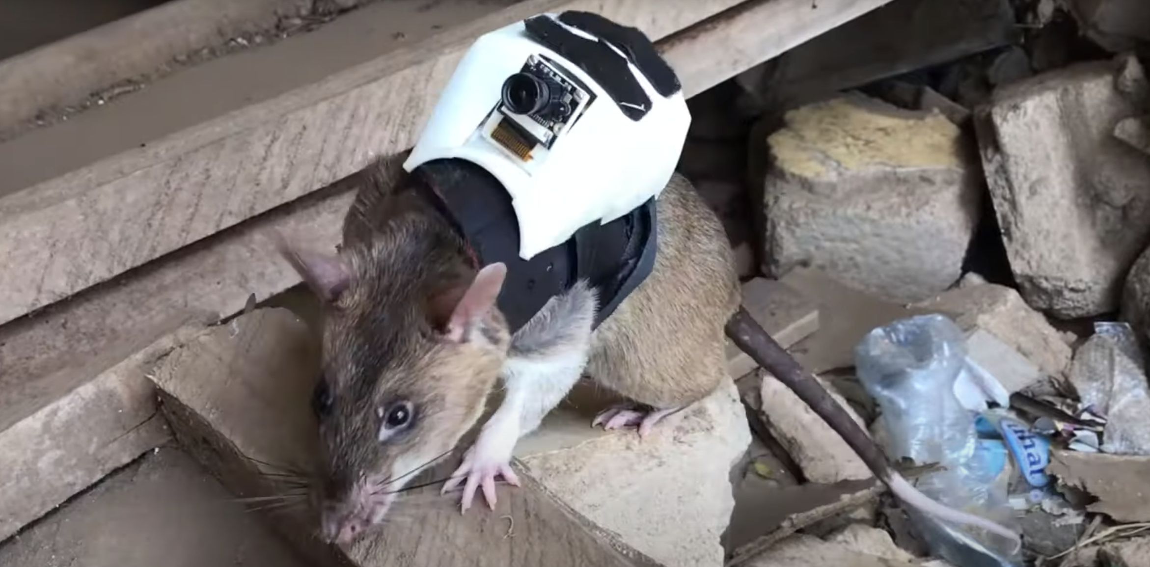 Equipping Rats With Backpacks To Find Victims Under Rubble
