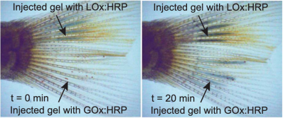 Side-by-side images of a zebrafish tail. Both say "Injected gel with LOx:HRP" at the top with an arrow going to the upper part of the tail structure. The left says "t=0 min" and "Injected with gel GOx:HRP" along the bottom with an arrow going to the lower part of the tail structure. The tail shows darkening in the later image due to formation of bioelectrodes.