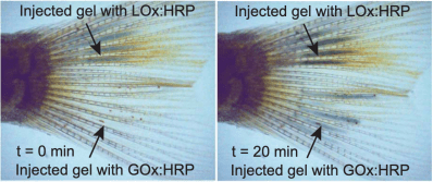 Side-by-side images of a zebrafish tail. Both say "Injected gel with LOx:HRP" at the top with an arrow going to the upper part of the tail structure. The left says "t=0 min" and "Injected with gel GOx:HRP" along the bottom with an arrow going to the lower part of the tail structure. The tail shows darkening in the later image due to formation of bioelectrodes.