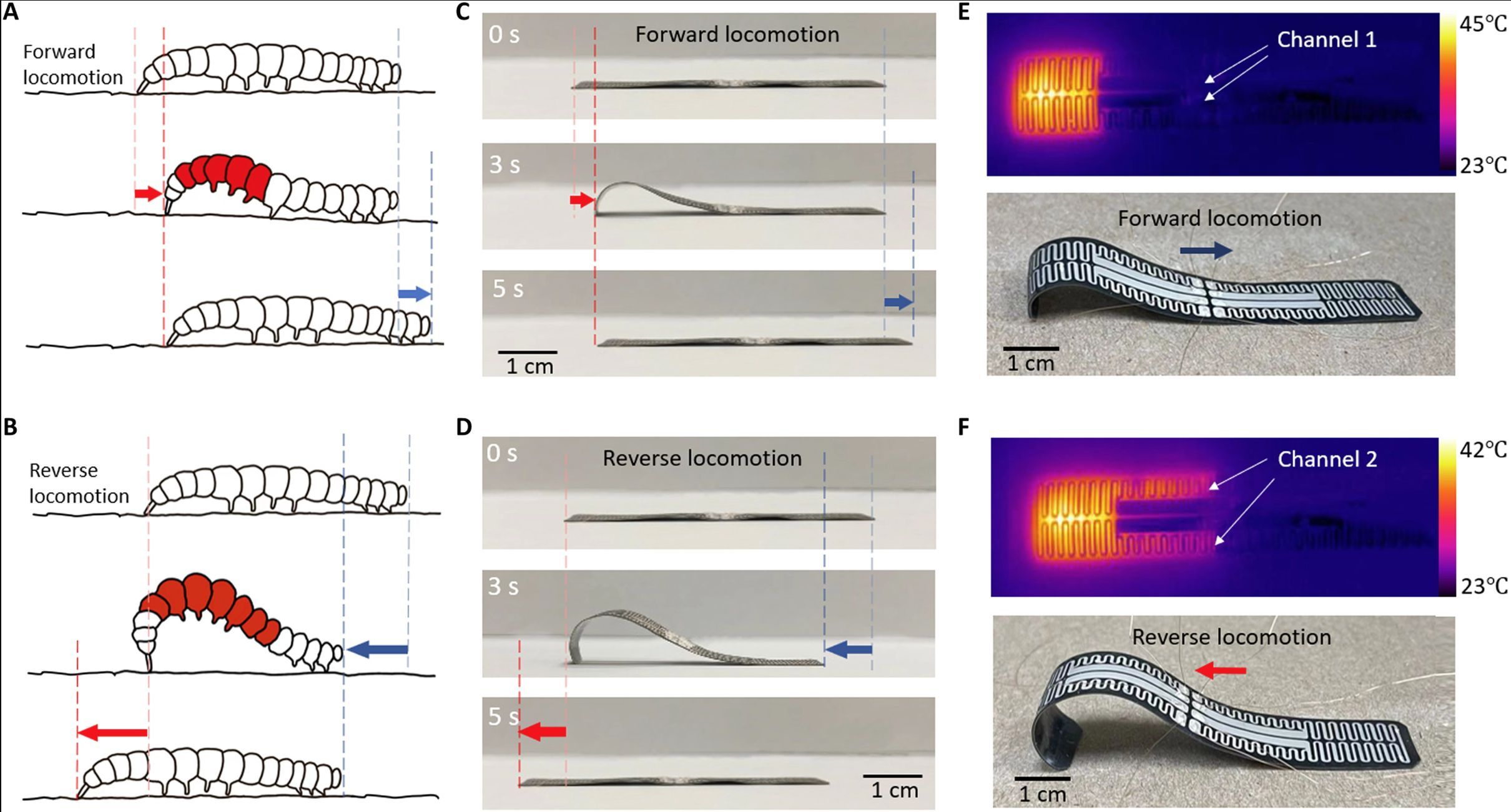 Caterpillar-Like Soft Robot With Distributed Programmable Thermal ...