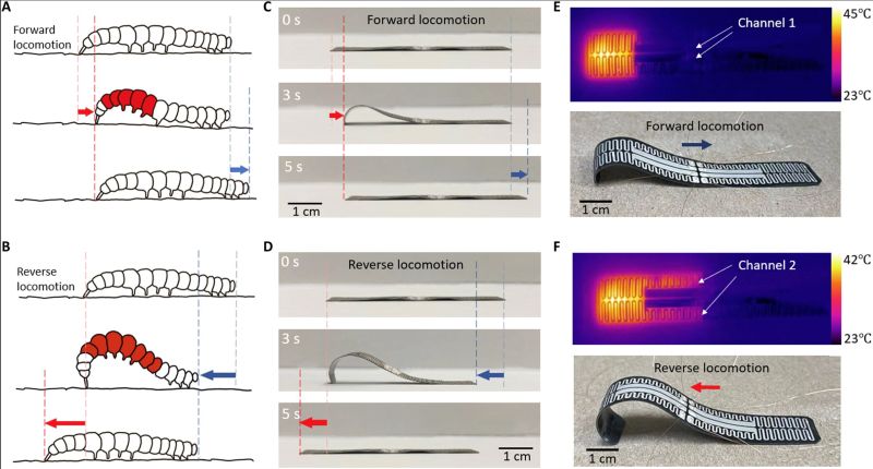 (A) Schematics of the forward locomotion of a caterpillar. (B) Schematics of the reverse locomotion of a caterpillar. (C) Snapshots of the crawling robot in one cycle of actuation for reverse locomotion. (D) Snapshots of the crawling robot in one cycle of actuation for forward locomotion. (E) infrared image of the crawling robot with 0.05-A current injected in channel 1 and the tilted view of the crawling robot. (F) Infrared image of the crawling robot with 30-mA current injected in channel 2 and the corresponding tilted view of the crawling robot. (Credit: Shuang Wu, et al. (2023))