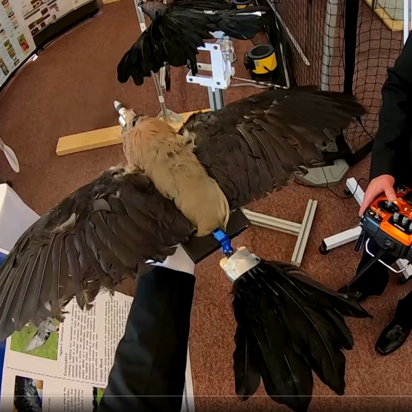 That Drone Up In The Sky? It Might Be Built Out Of A Dead Bird | Hackaday