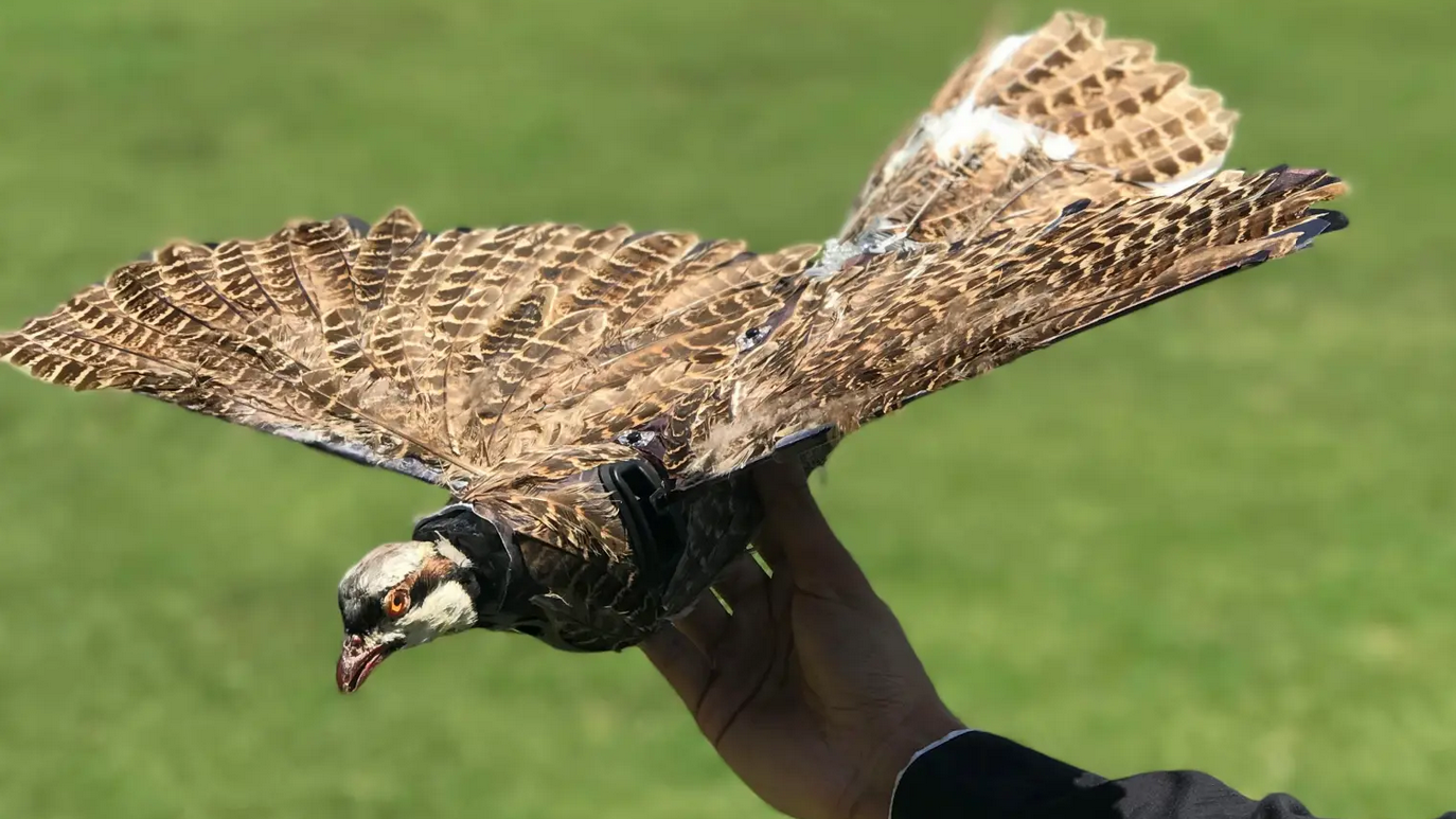 That Drone Up In The Sky? It Might Be Built Out Of A Dead Bird
