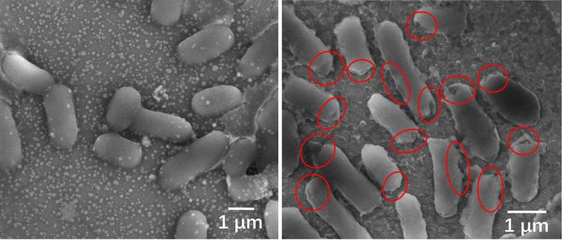 Microscopic images of E. coli before (left) and after disinfection. The bacteria died quickly after sunlight produced chemicals that caused serious damage to the bacterial cell membranes, as shown in the red circles. (Image credit: Tong Wu/Stanford University)