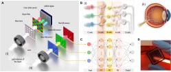 Overall design of retina-inspired NB perovskite PD for panchromatic imaging. (Credit: Yuchen Hou et al., 2023)