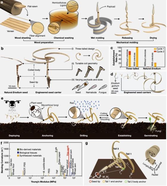 Bioinspired design of the autonomous self-drilling seed carrier. (Credit: Danli Luo et al., 2023)