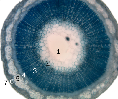Flax stem cross-sectionLegend: pith protoxylem xylem II phloem I Sclerenchyma (bast fibre) cortex epidermis