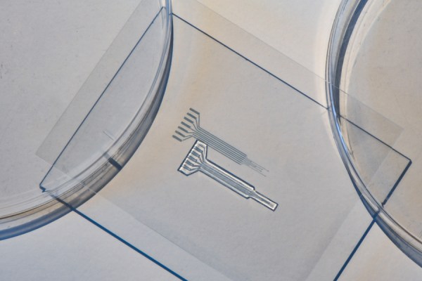 A glass plate holds a translucent set of silver electrodes. The plate appears to be suspended across two petri dishes, so the scale must be small.