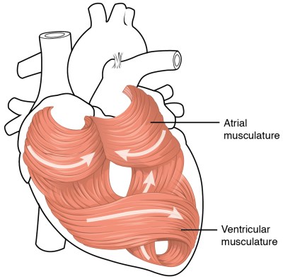 Illustration from Anatomy & Physiology, Connexions Web site. http://cnx.org/content/col11496/1.6/, Jun 19, 2013.