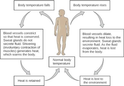 Southern US Reaches Dangerous Wet Bulb Temperature. Here's What That  Means