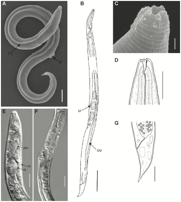 General morphology of P. kolymaensis, female. (Credit: Anastasia Shatilovich et al., 2023)