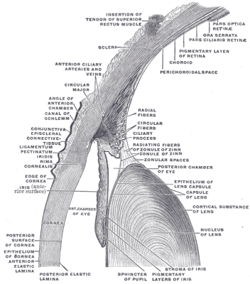 Detail of the eye with the iris and surrounding structures visible. (Source: Gray's Anatomy, plate 883)