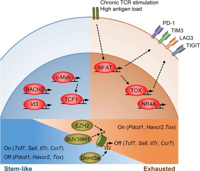 Transcriptional and epigenetic regulation of T cell stemness and exhaustion. (Gonzalez et al., 2021)