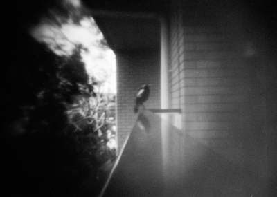 A grainy B&W picture of a bird perched on a railing