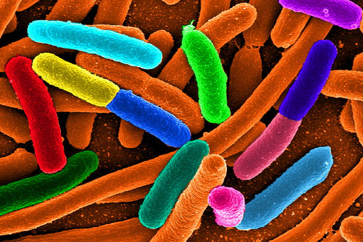 Sommige bacteriën kunnen een rudimentaire vorm van geheugen hebben