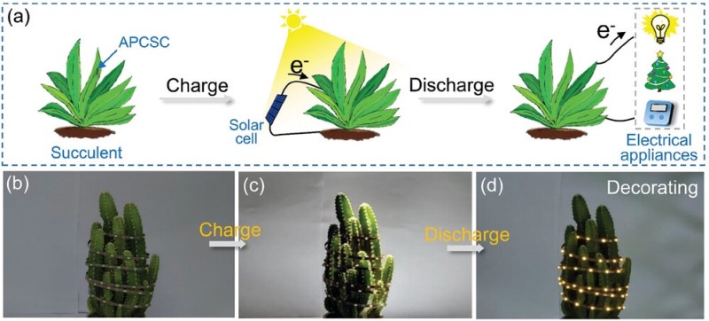 a) Schematic illustration of energy storage process of succulent plants by harnessing solar energy with a solar cell, and the solar cell converts the energy into electricity that can be store in APCSCs of succulent plants, and then utilized by multiple electrical appliances. b–d) The energy is stored in cactus under sunlight by solar cell and then power light strips of Christmas tree for decoration.