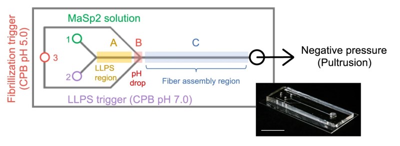 A line-art diagram of the microfluidic device. On the left, in red text, it says "Fibrillization trigger (CPB pH 5.0). There is a rectangular outline of the chip in grey, with a sideways trapezoid on the left side narrowing until it becomes an arrow on the right. At the right is an inset picture of the semi-transparent microfluidic chip and the text "Negative Pressure (Pultrusion)." Above the trapezoid is the green text "MaSp2 solution" and below is "LLPS trigger (CPB pH 7.0)" in purple. The green, purple, and red text correspond with inlets labeld 1, 2, and 3, respectively. Three regions along the arrow-like channel from left to right are labeled "LLPS region," "pH drop," and in a much longer final section "Fiber assembly region."